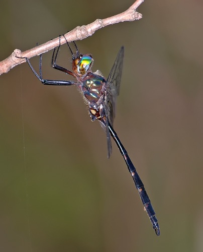 Male
2008_07_27_Floyd